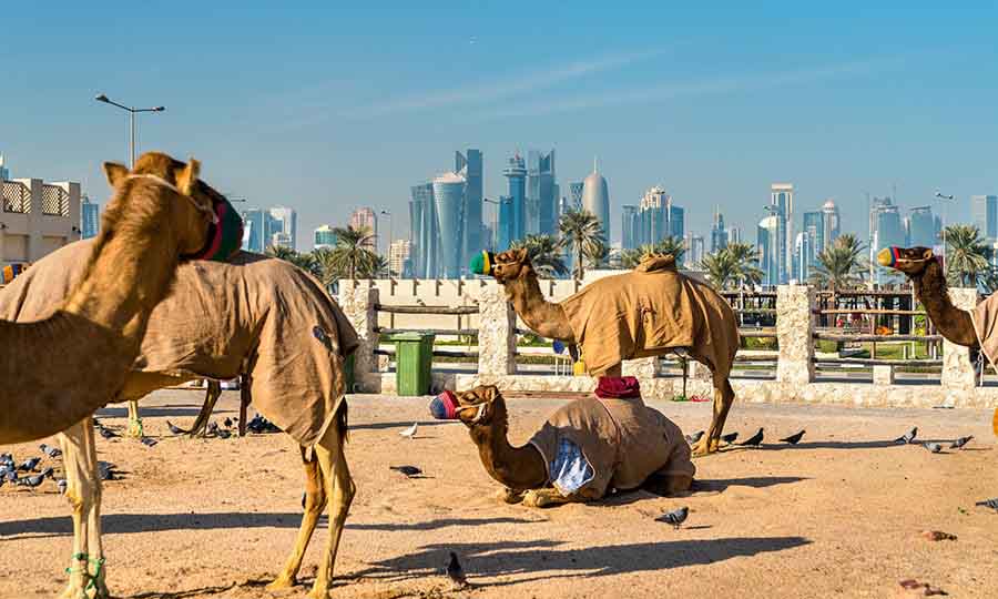 Camels waiting for tourists to ride them