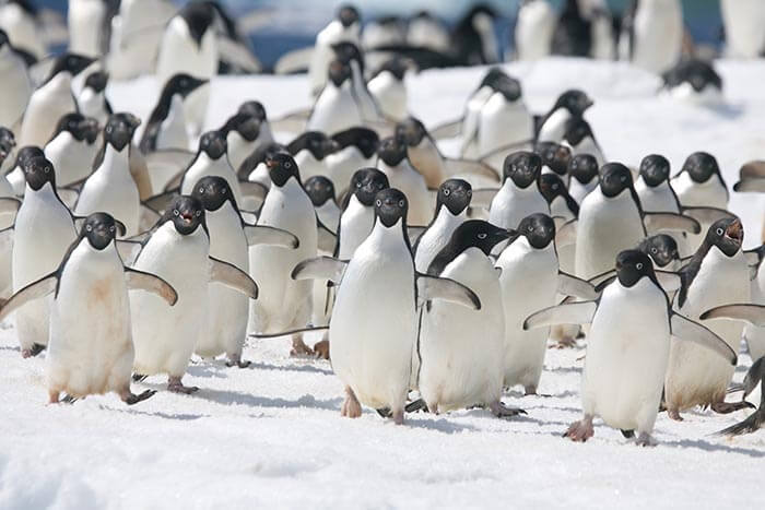 Adelie penguins, common among the entire coast of the antactic continent, they are the most widespread penguin species and the most southerly distributed of all penguins.