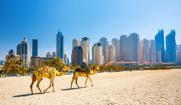 Explore new cultures in your new country like camel rides in Dubai