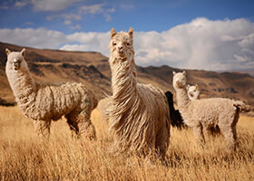 Peru