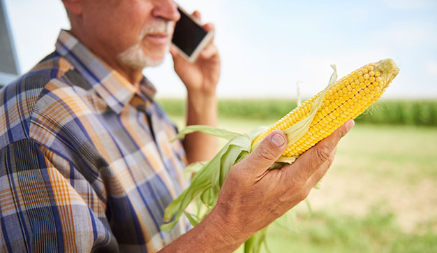 Farmer looking at his corn cob and talking on the mobile phone in UAE
