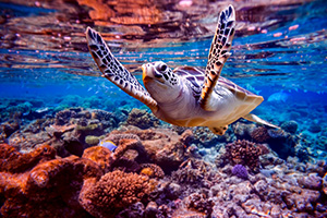 Sea turtle swimming in clear blue waters over orange and purple coral reef in shallow water.